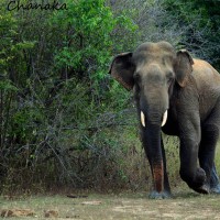 Elephas maximus Linnaeus, 1758